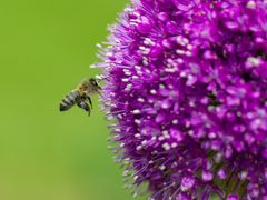 Workshop im "Botanischen Garten" in Braunschweig (1)