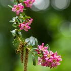 Workshop im "Botanischen Garten" in Braunschweig (2)