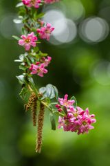 Workshop im "Botanischen Garten" in Braunschweig (2)