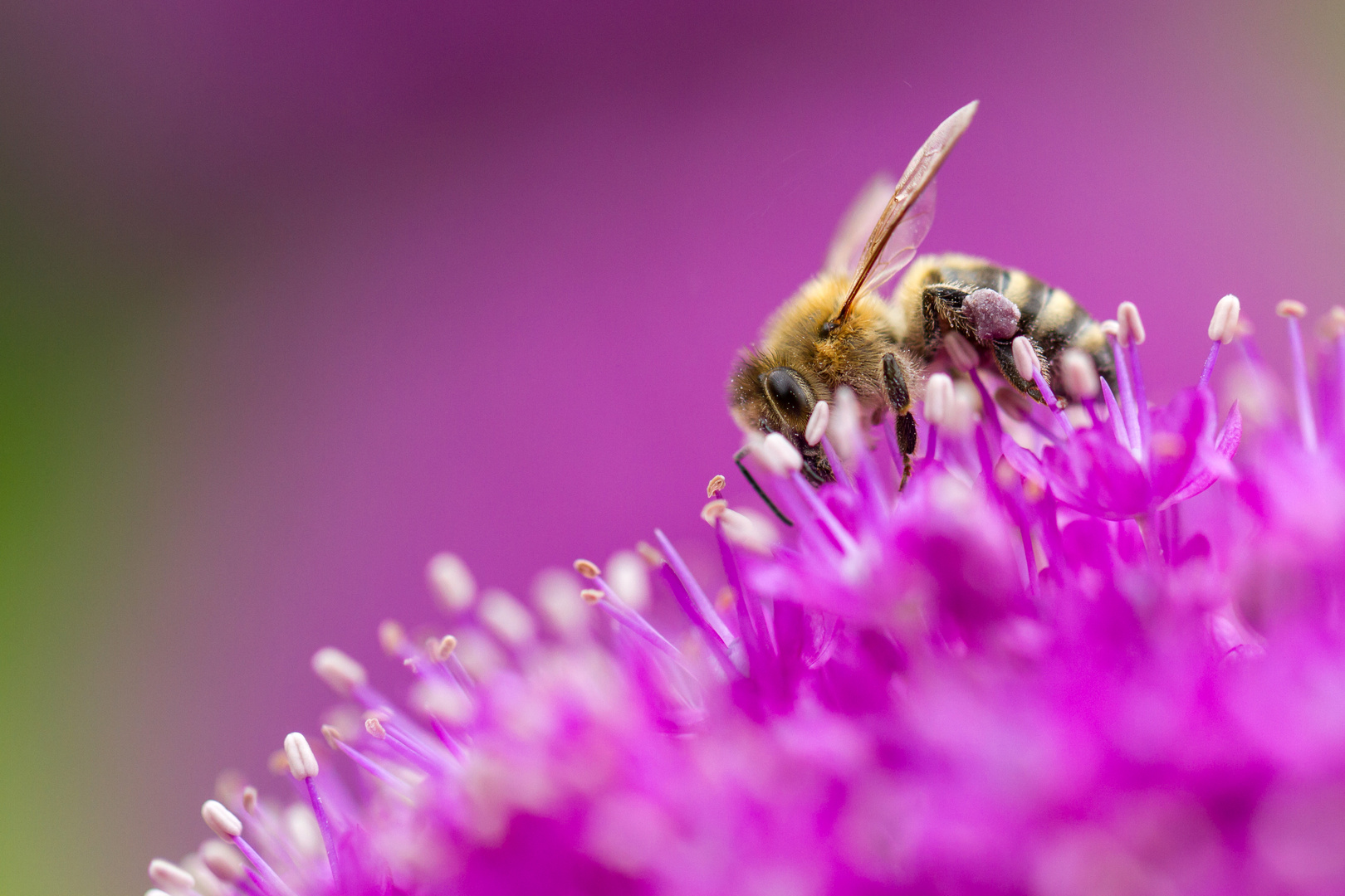 Workshop im "Botanischen Garten" in Braunschweig (3)