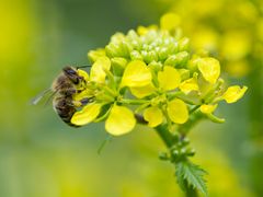 Workshop im "Botanischen Garten" in Braunschweig (5)