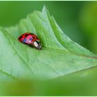 Workshop im "Botanischen Garten" in Braunschweig (6)