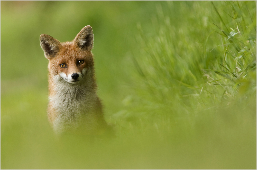 Workshop Naturfotografie mit Biologie-Experten