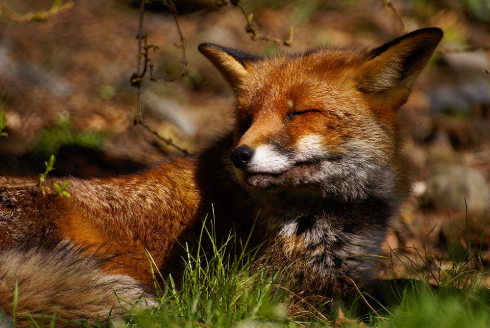 Workshop "Tiere in freier Wildbahn": Fuchs.