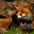 Workshop "Tiere in freier Wildbahn": Fuchs.