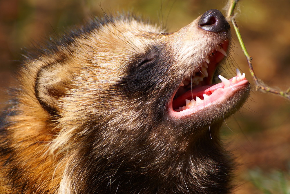 Workshop "Tiere in freier Wildbahn": Marderhund