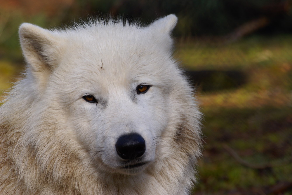 Workshop "Tiere in freier Wildbahn": Polarwolf..