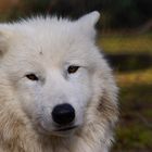 Workshop "Tiere in freier Wildbahn": Polarwolf..