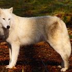 Workshop "Tiere in freier Wildbahn": Polarwolf