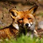 Workshop "Tiere in freier Wildbahn": Rotfuchs..