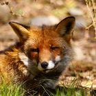 Workshop "Tiere in freier Wildbahn": Rotfuchs