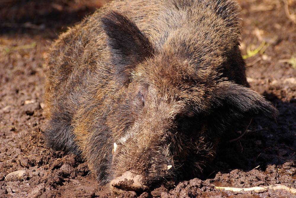 Workshop "Tiere in freier Wildbahn": Wildschwein