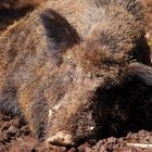 Workshop "Tiere in freier Wildbahn": Wildschwein