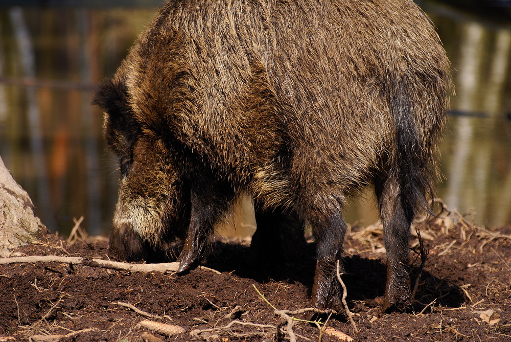 Workshop "Tiere in freier Wildbahn": Wildschwein.