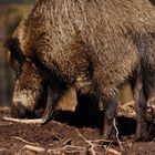 Workshop "Tiere in freier Wildbahn": Wildschwein.