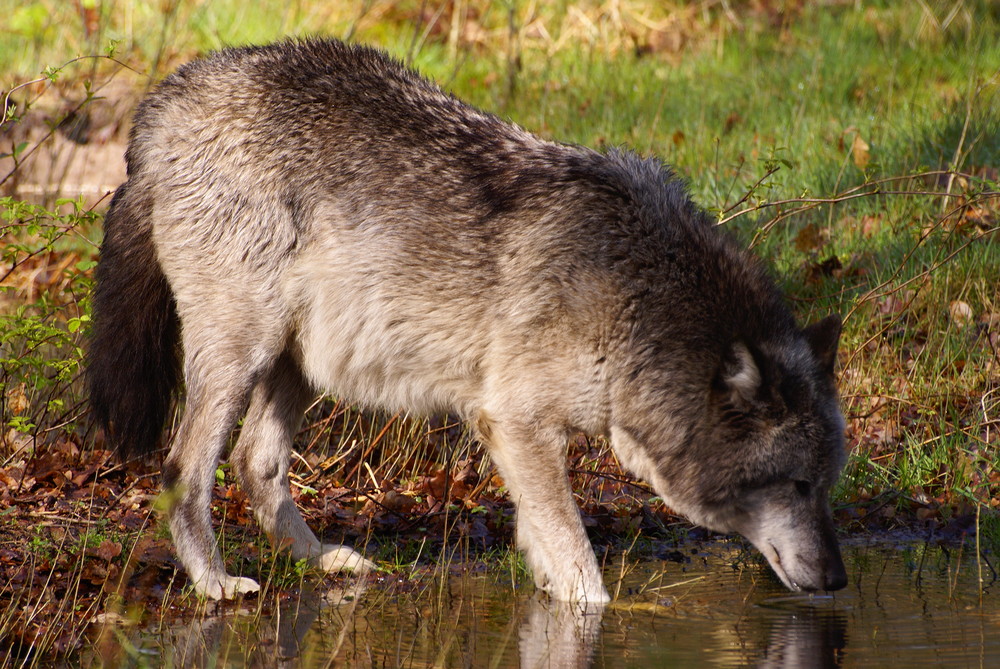 Workshop "Tiere in freier Wildbahn": Wolf