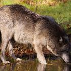 Workshop "Tiere in freier Wildbahn": Wolf