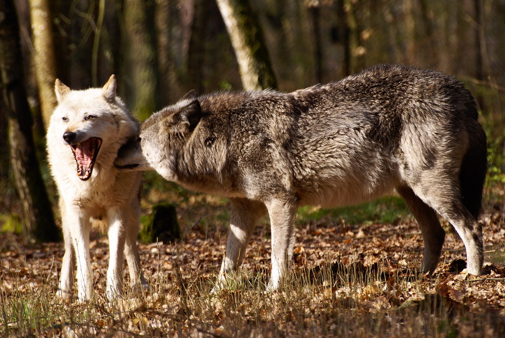 Workshop "Tiere in freier Wildbahn": Wolf.