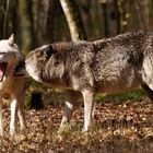 Workshop "Tiere in freier Wildbahn": Wolf.