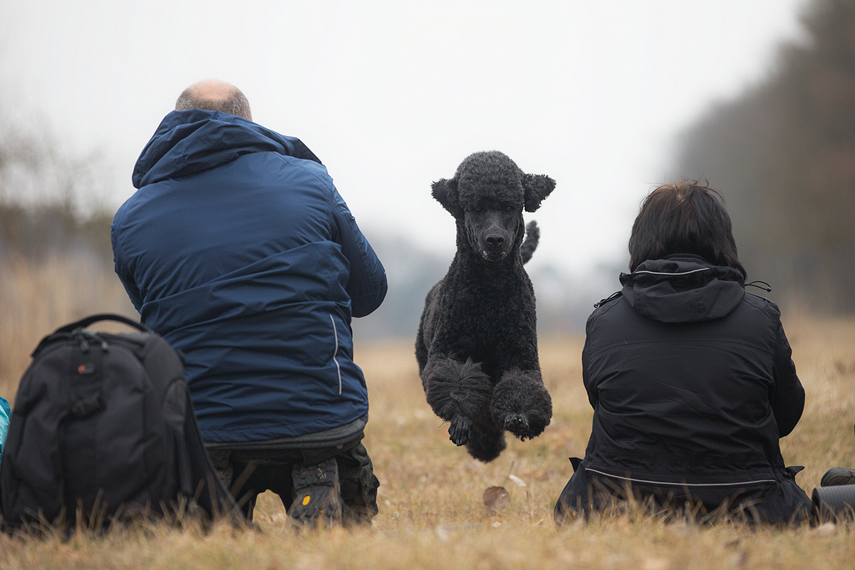 Workshophunde, respektloses Pack! :-D