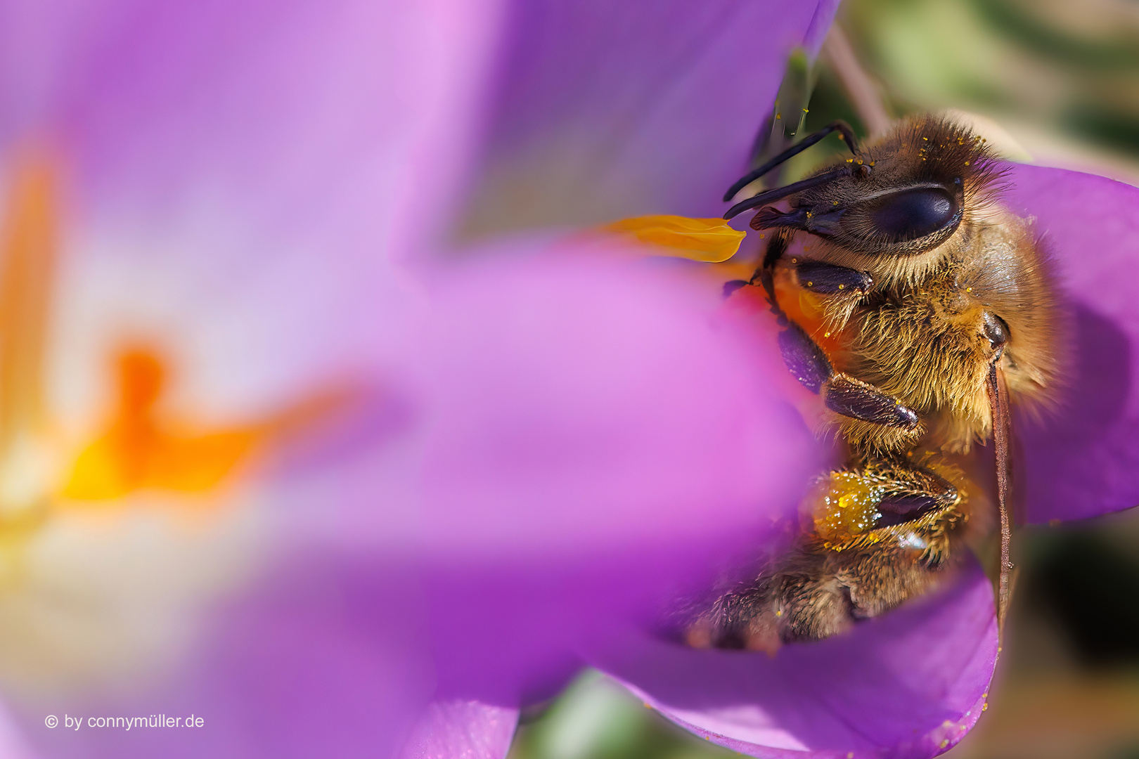 World Bee Day