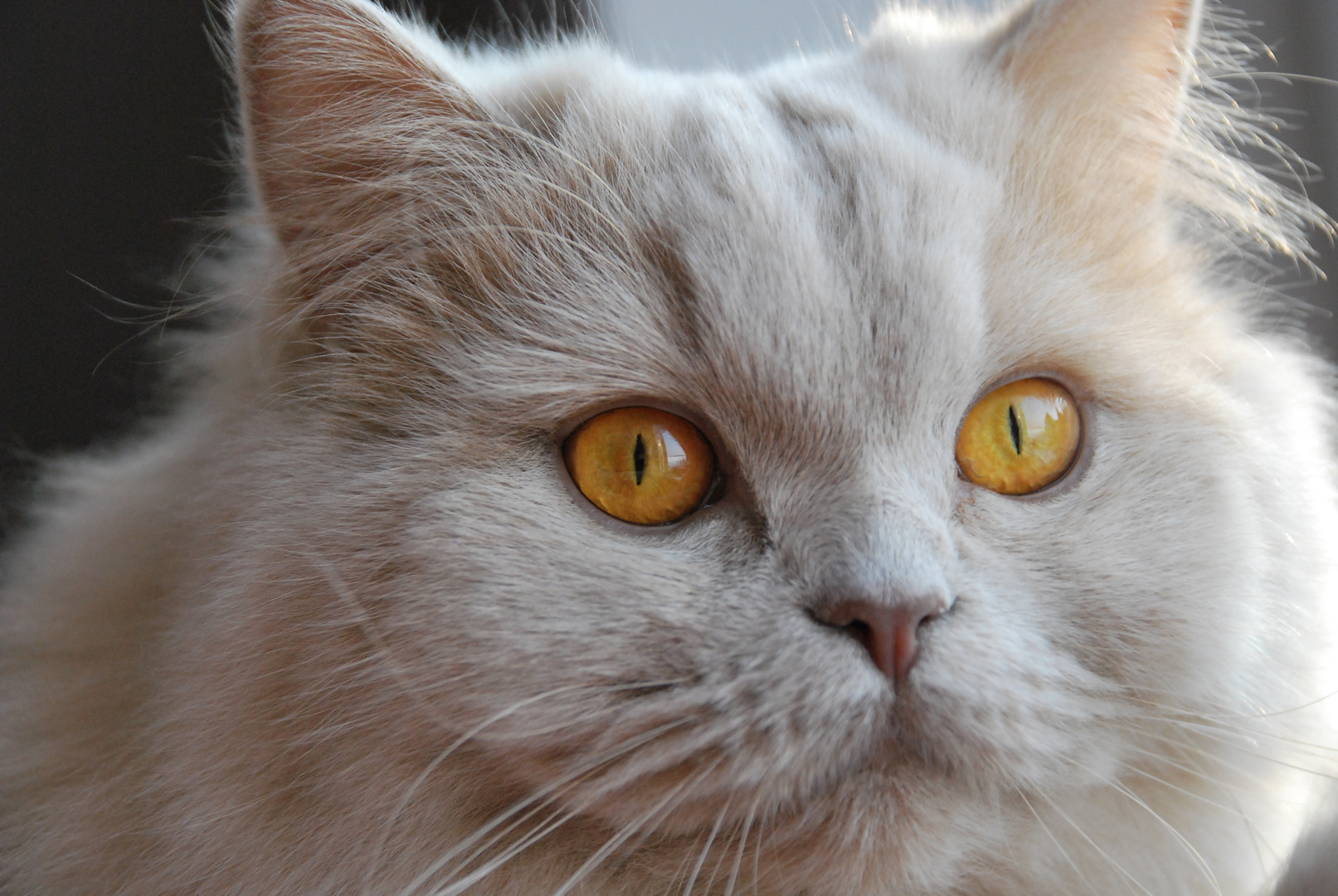 World Champion Venice von Grigoleit; BLH (Highlander) Katze Farbe fawn