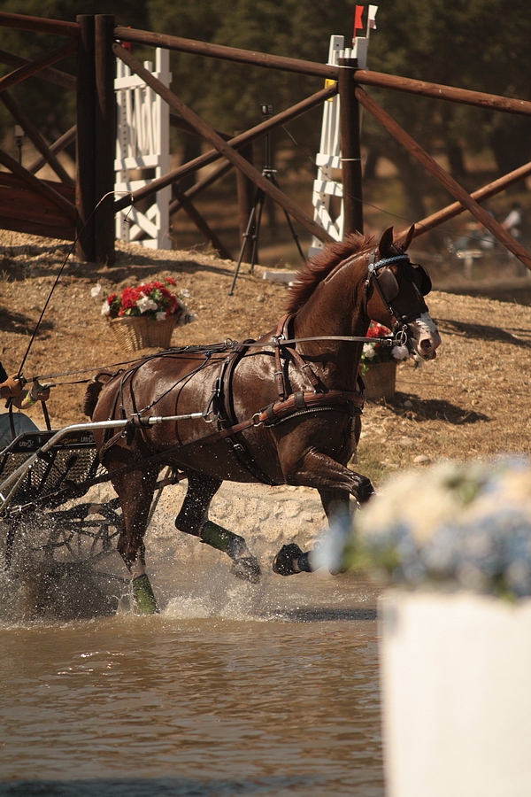 World Driving Singles Championships 2012