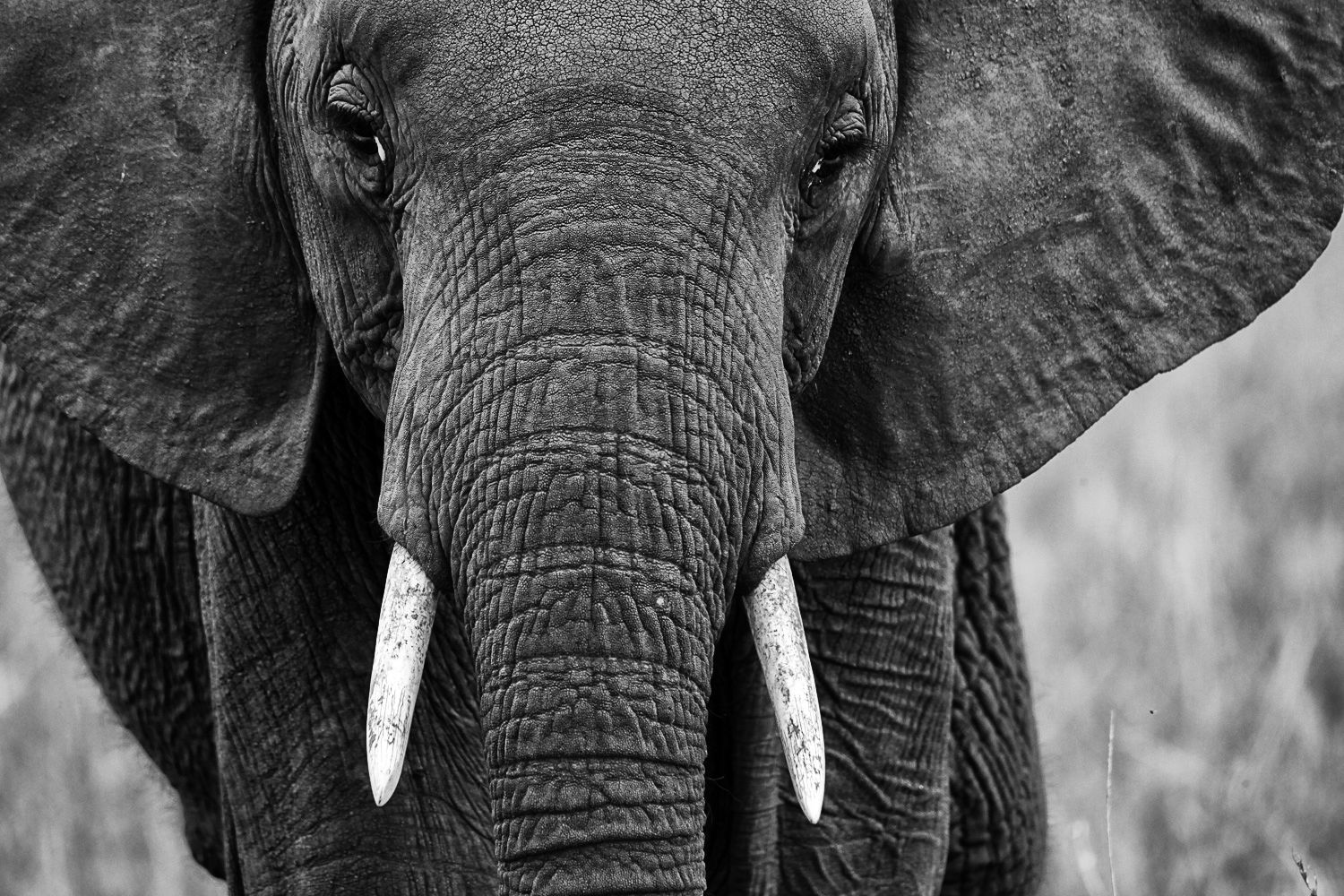 World Elephant Day 2022 Foto & Bild | world, spezial, south africa