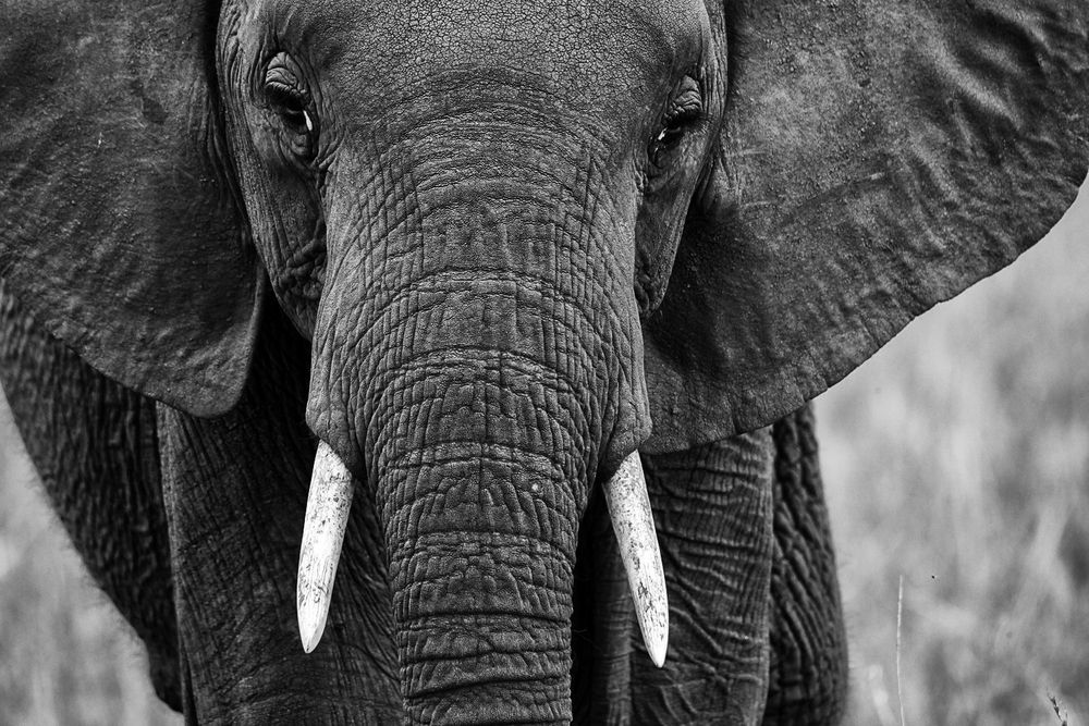 World Elephant Day 2022 Foto & Bild | world, spezial, south africa