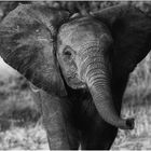 World Elephant´s Day