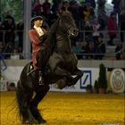 World Equestrian Games Aachen (Hengstparade)