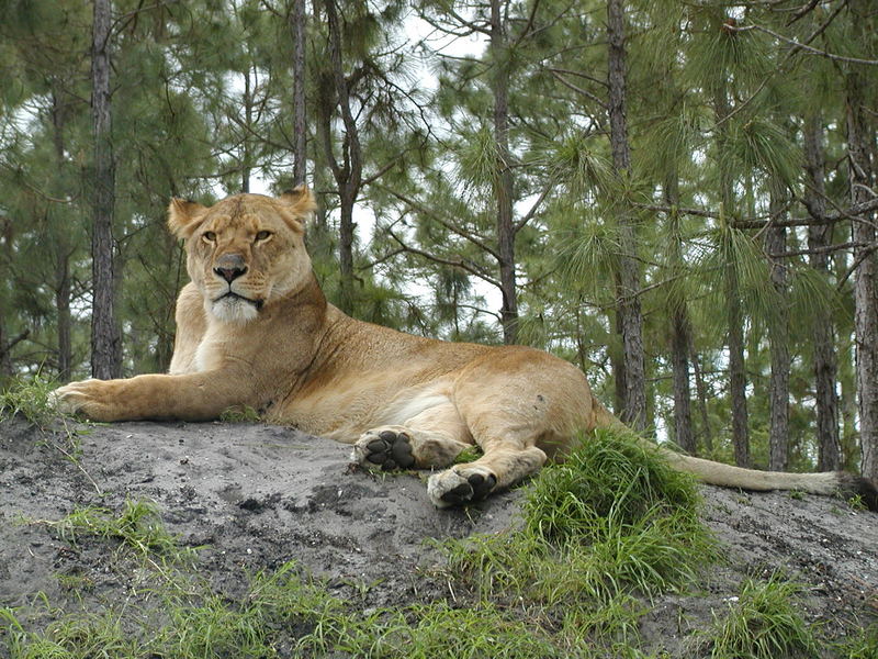 "World famous Lion Country Safari" in Florida