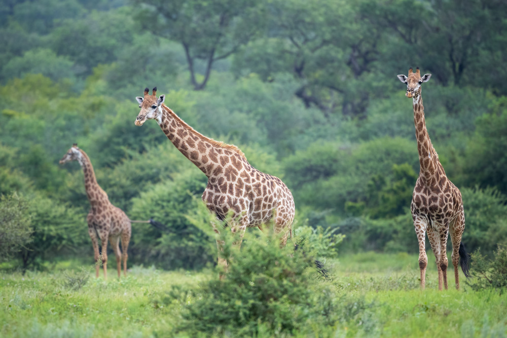 World Giraffe Day