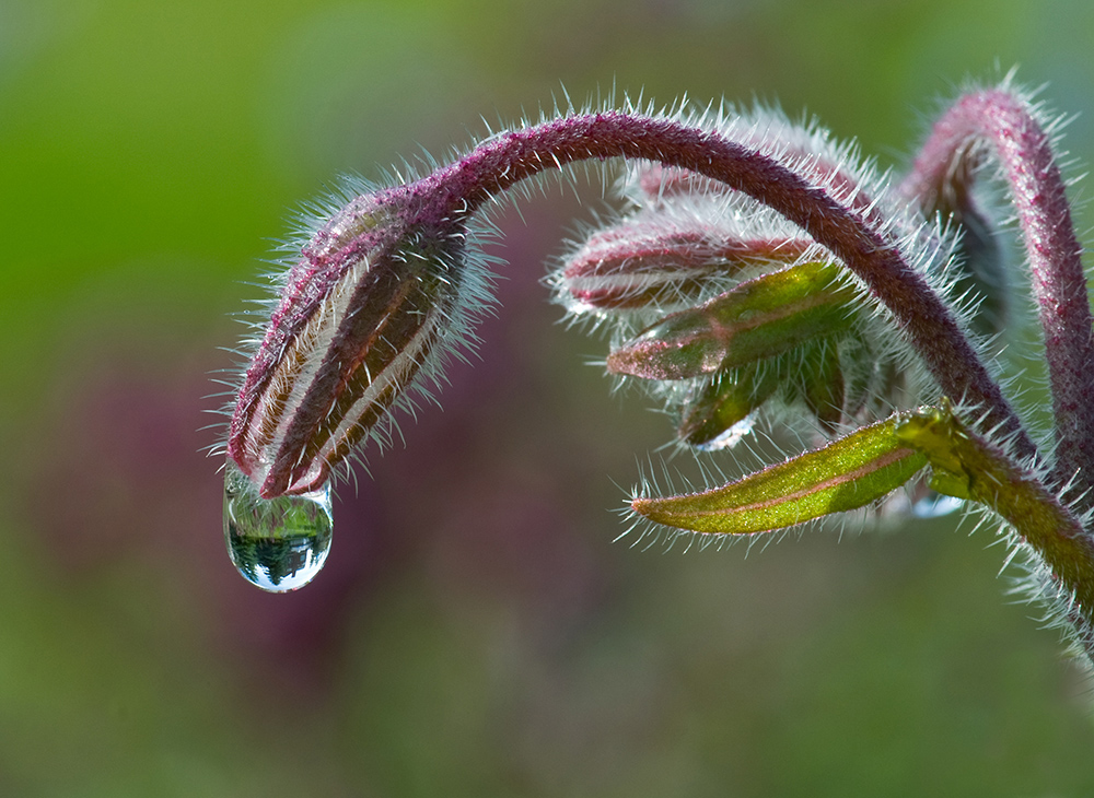 World in a Raindrop