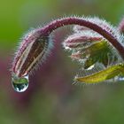 World in a Raindrop