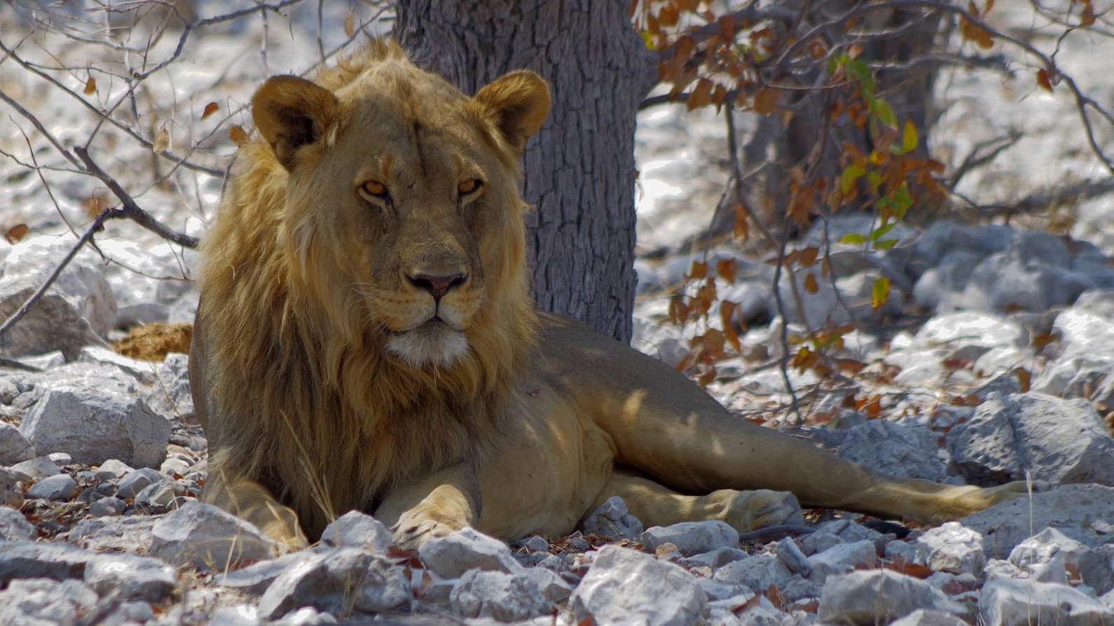 World Lion Day 10.08.2019