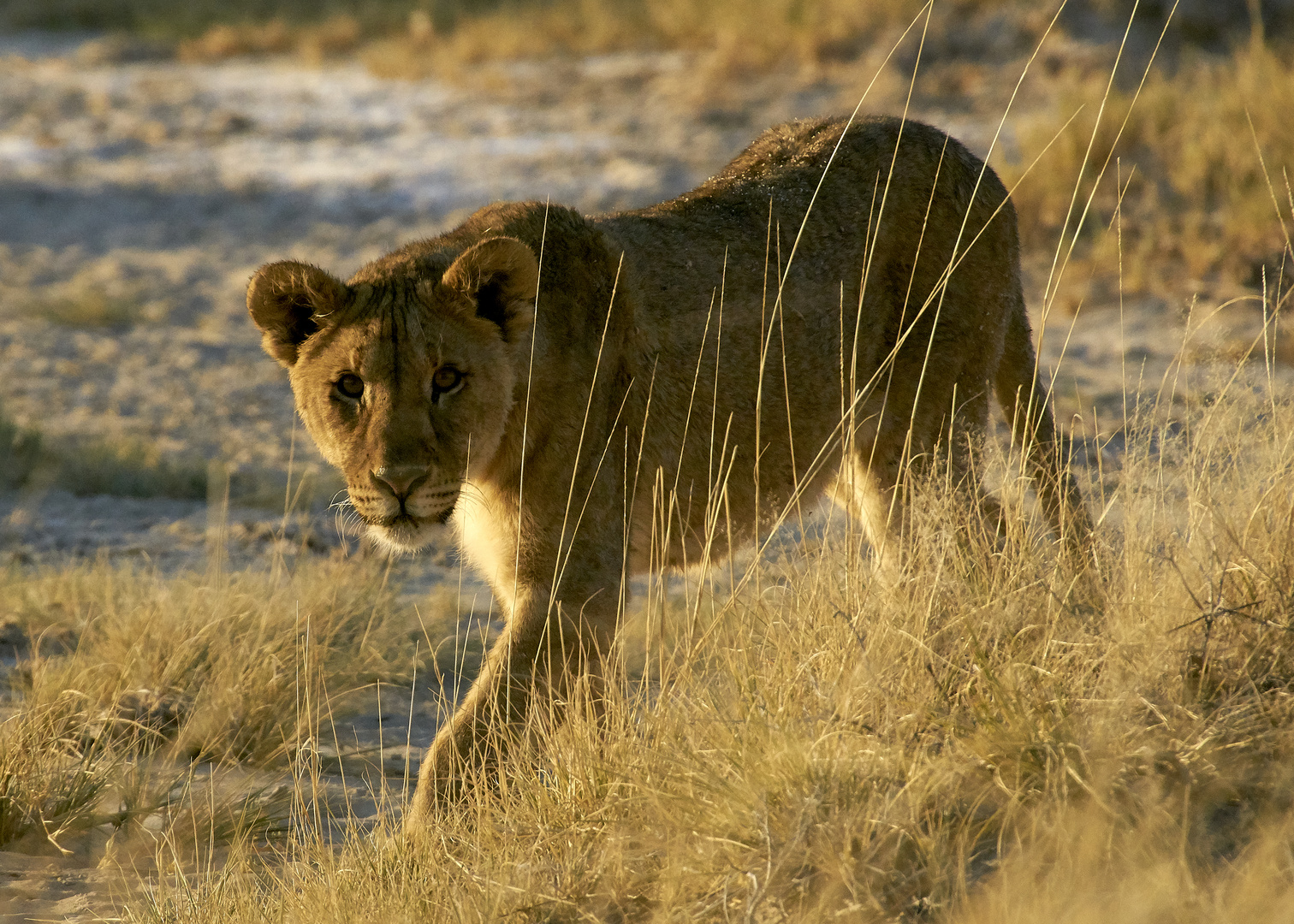  World Lion Day 10.08.2019 II 