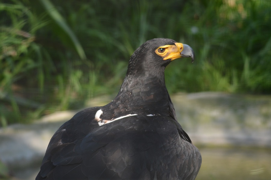 World of Birds in Hout Bay - Adler.