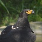 World of Birds in Hout Bay - Adler.