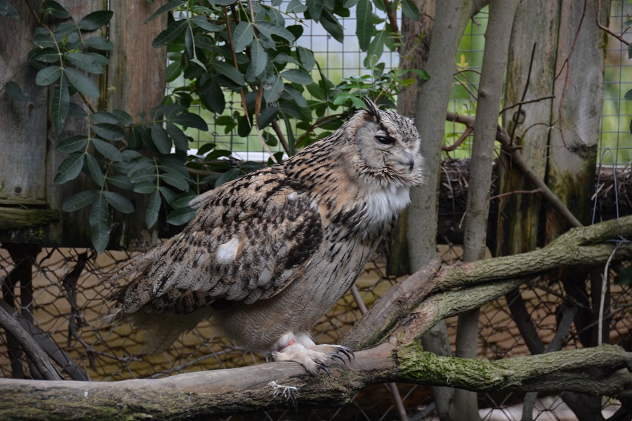 World of Birds in Hout Bay - Eule