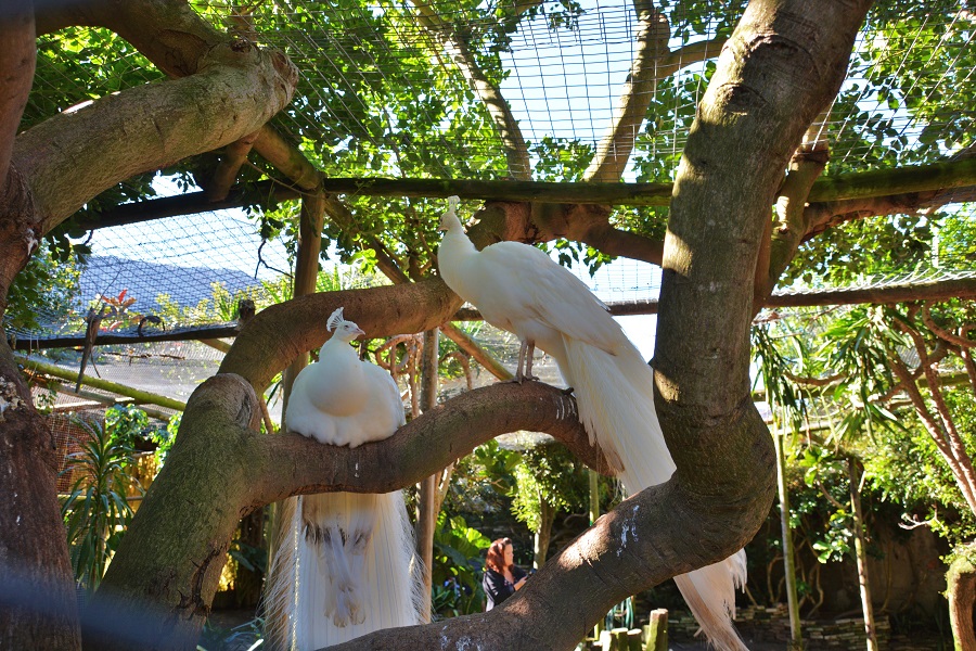 World of Birds in Hout Bay - weißer Strauß .