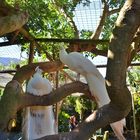 World of Birds in Hout Bay - weißer Strauß .