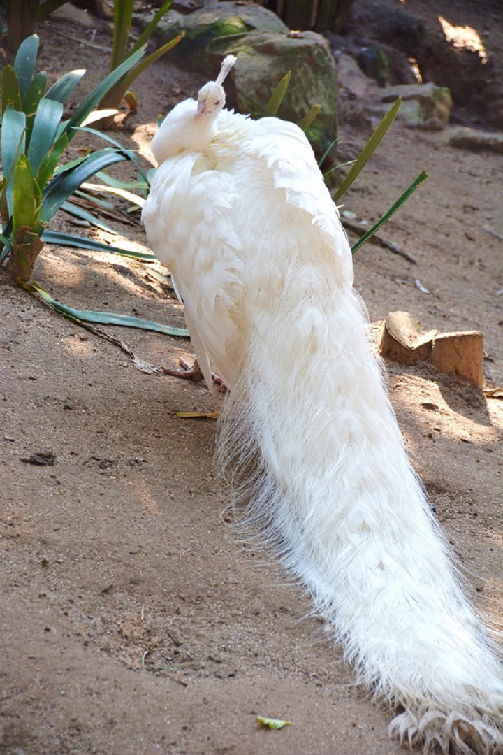 World of Birds in Hout Bay - weißer Strauß,