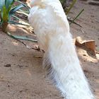 World of Birds in Hout Bay - weißer Strauß,