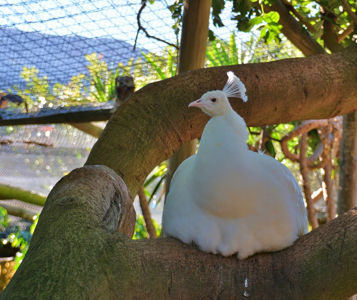 World of Birds in Hout Bay - weißer Strauß