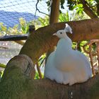 World of Birds in Hout Bay - weißer Strauß