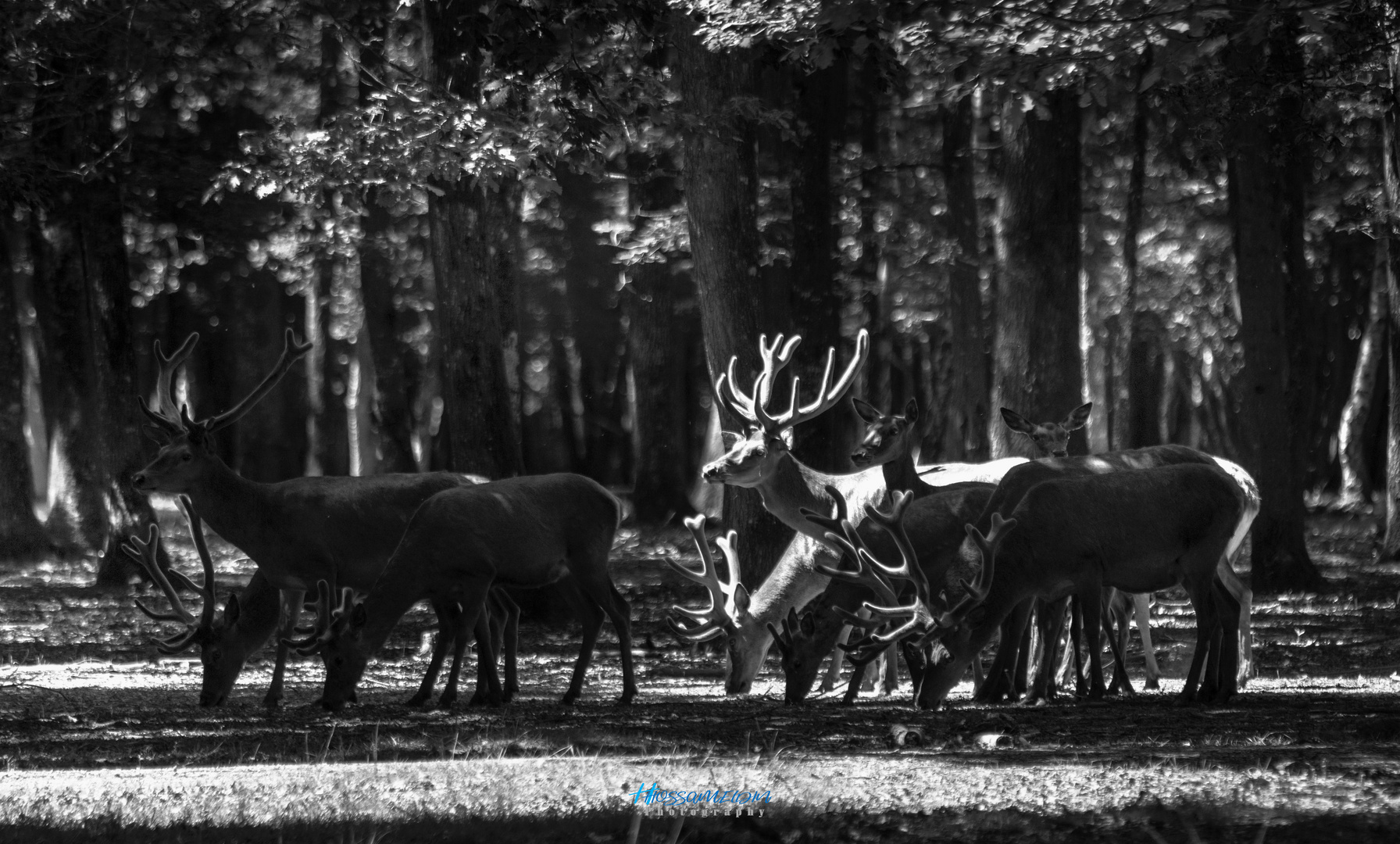 World of Deer in B&W