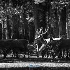 World of Deer in B&W