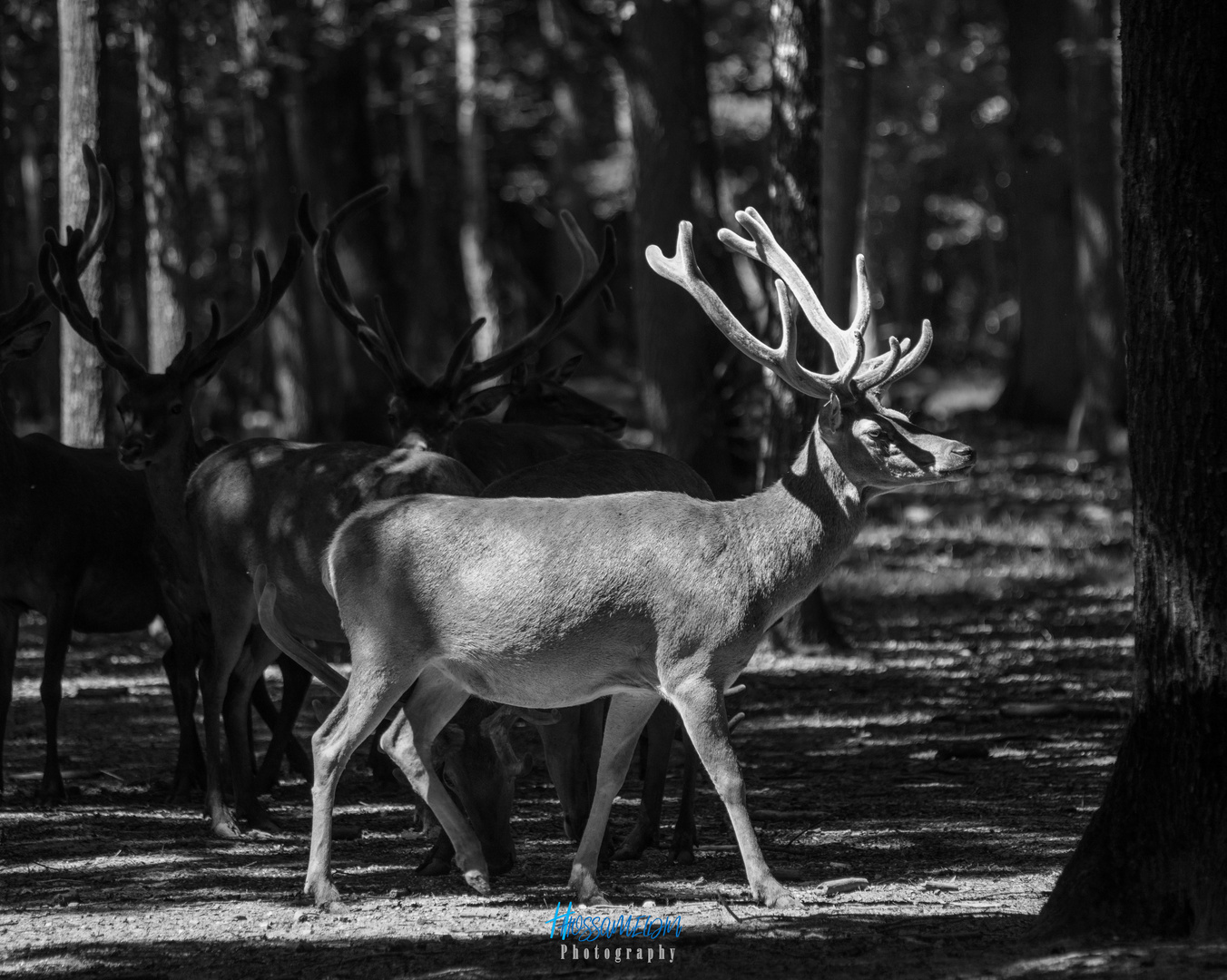 World of Deer in B&W