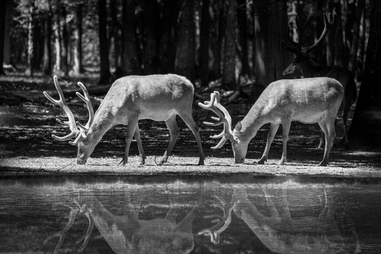 World of Deer in B&W